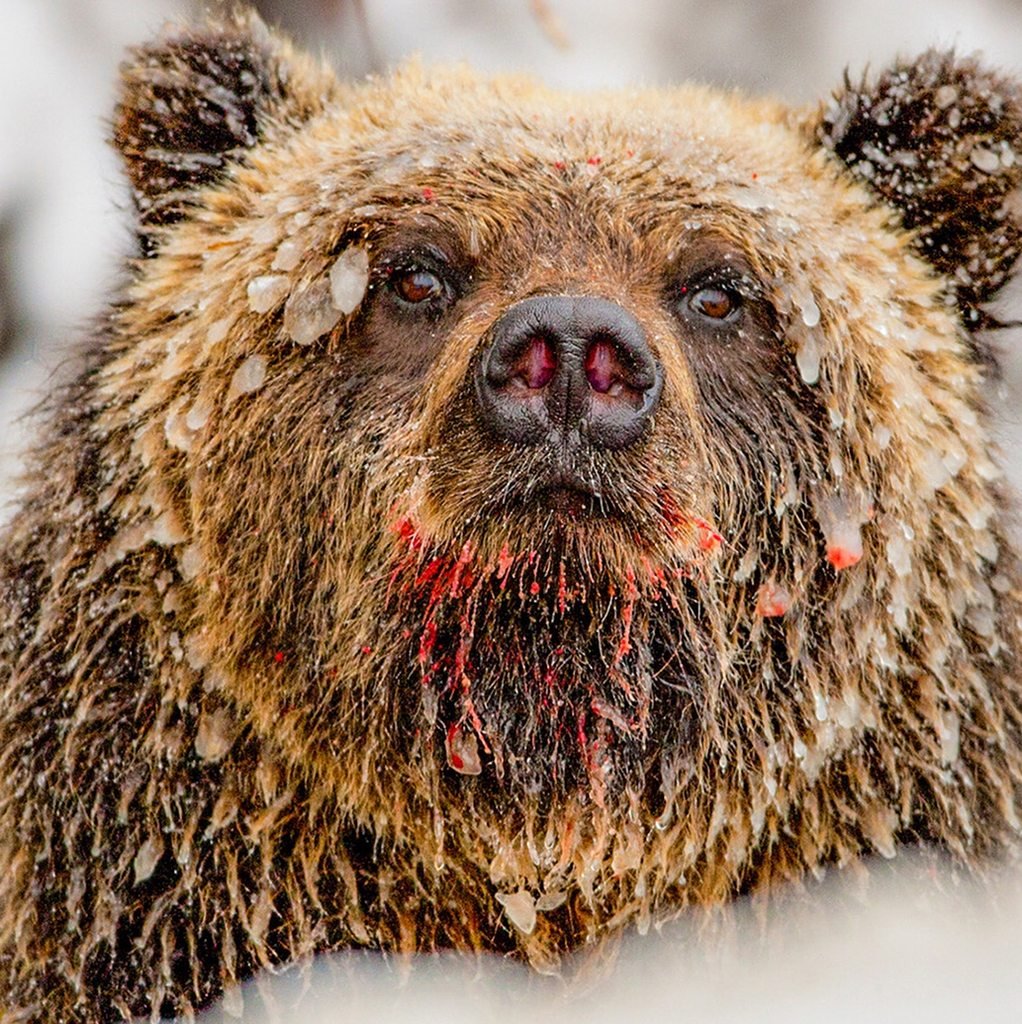 Цвет глаз медведя