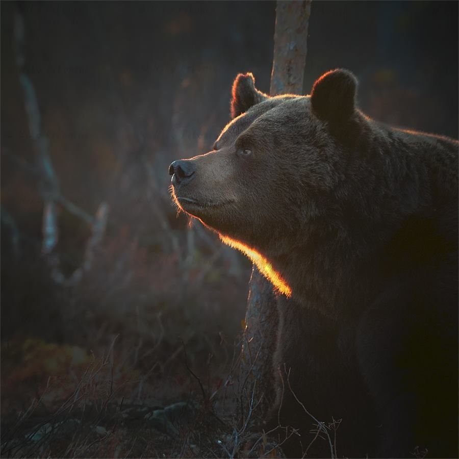 Паттинсон Медвежонок