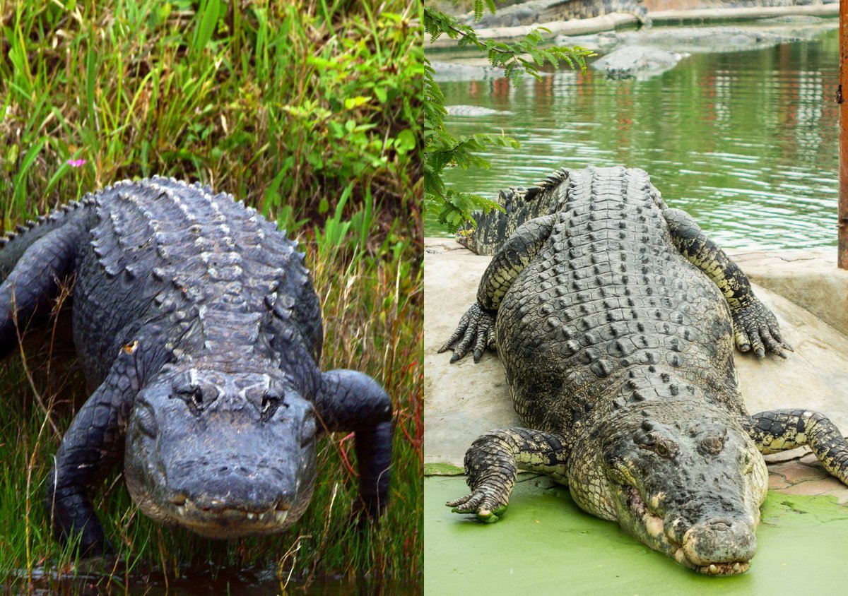 Alligator vs Crocodile