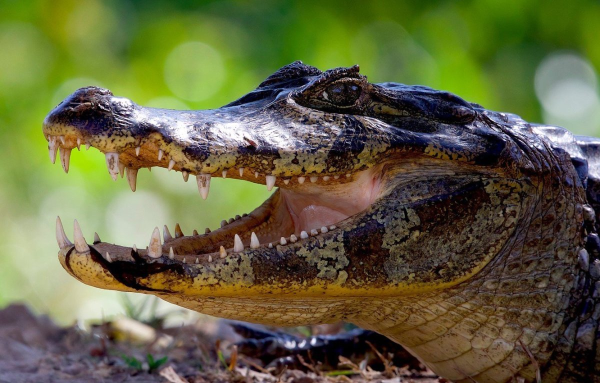 Крокодил Аллигатор Кайман