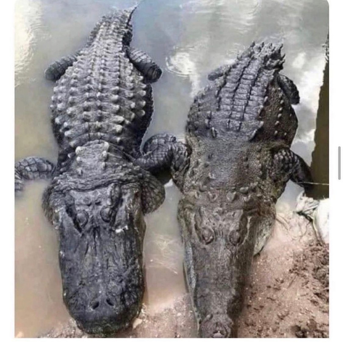Крокодил Аллигатор Кайман