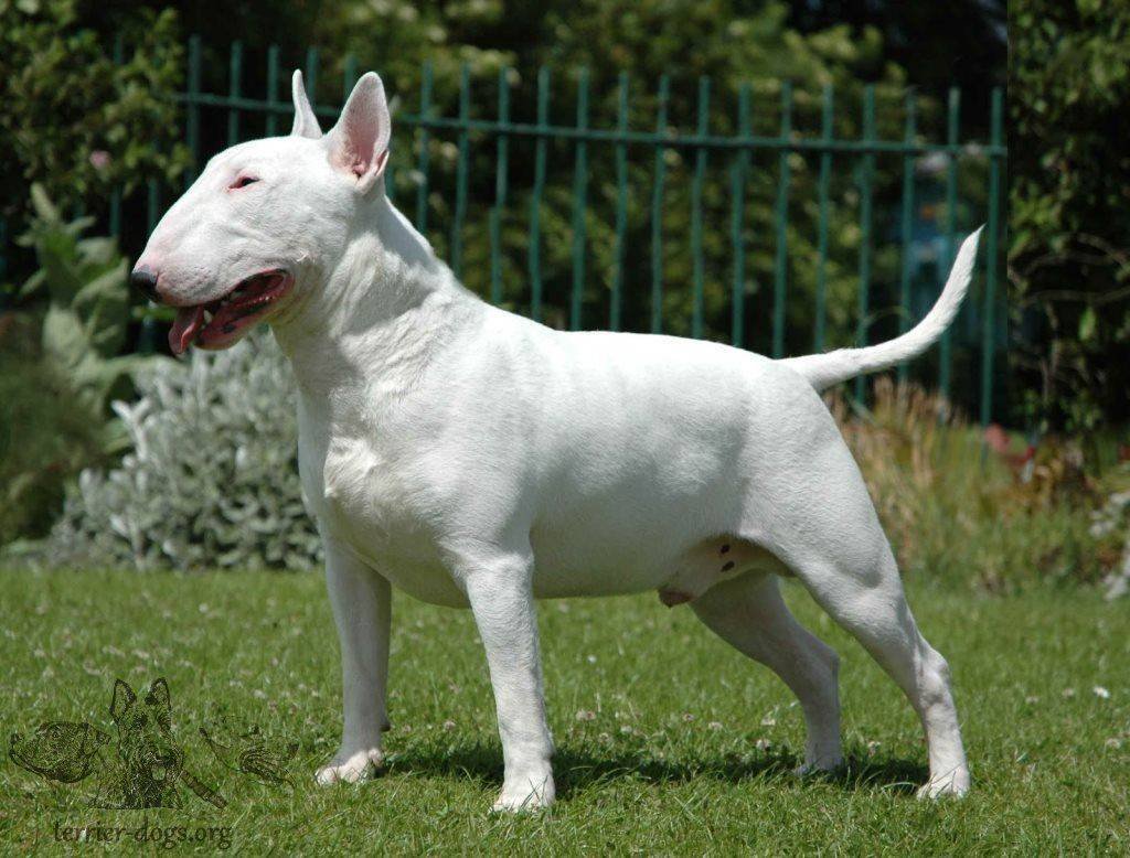 Бультерьер Хинкса