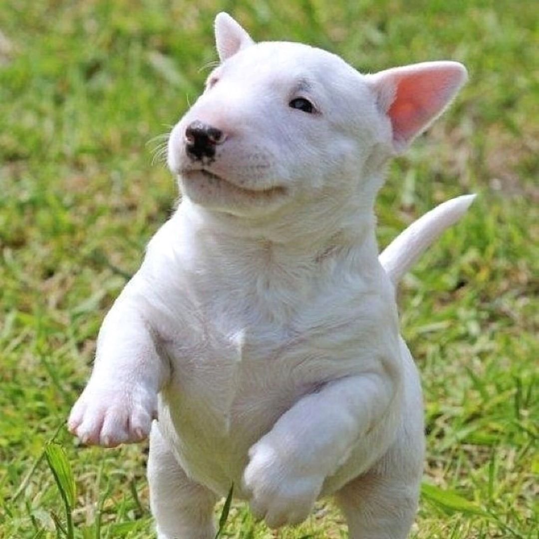 Порода бультерьер