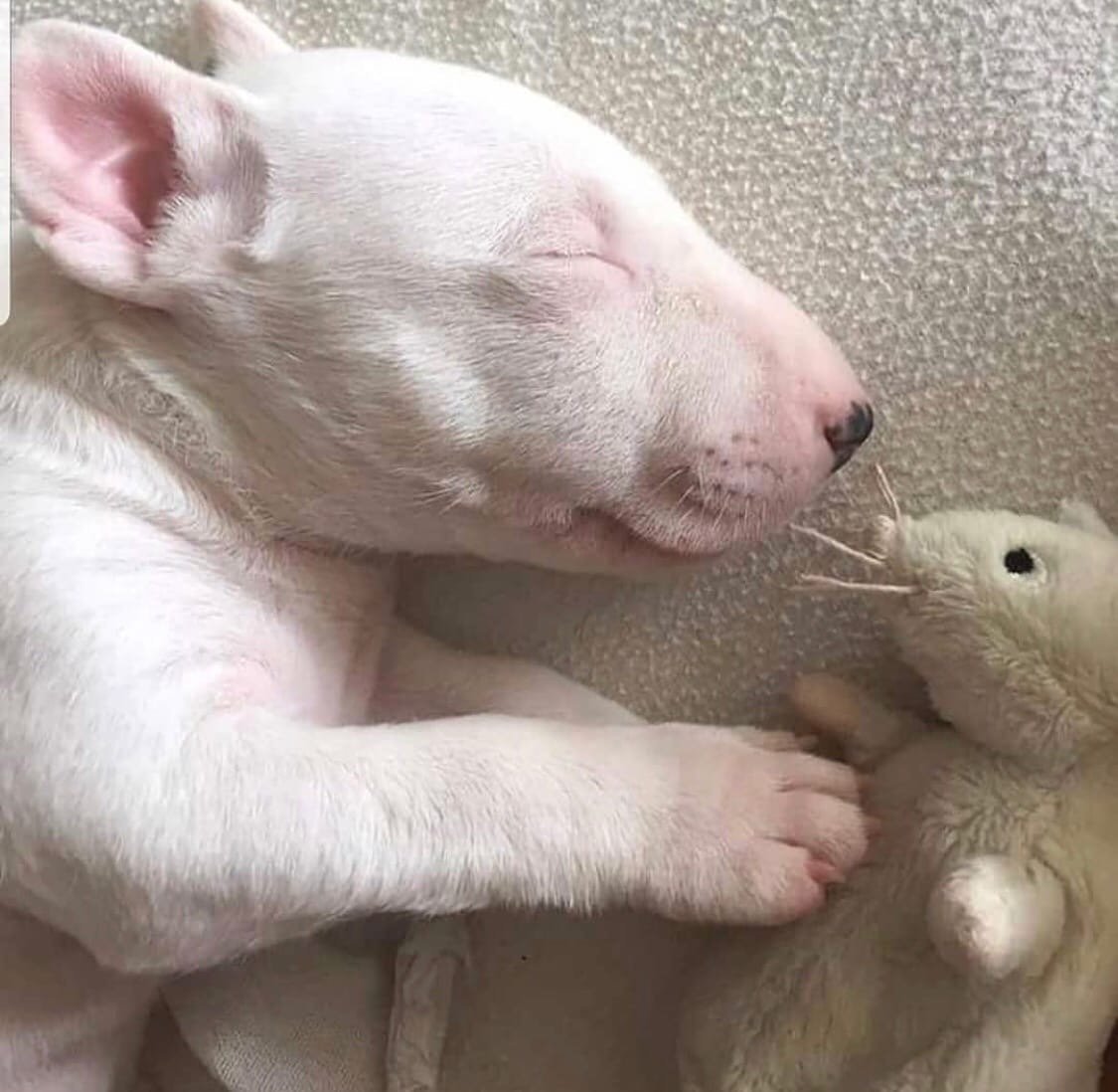 Кутенок бультерьера