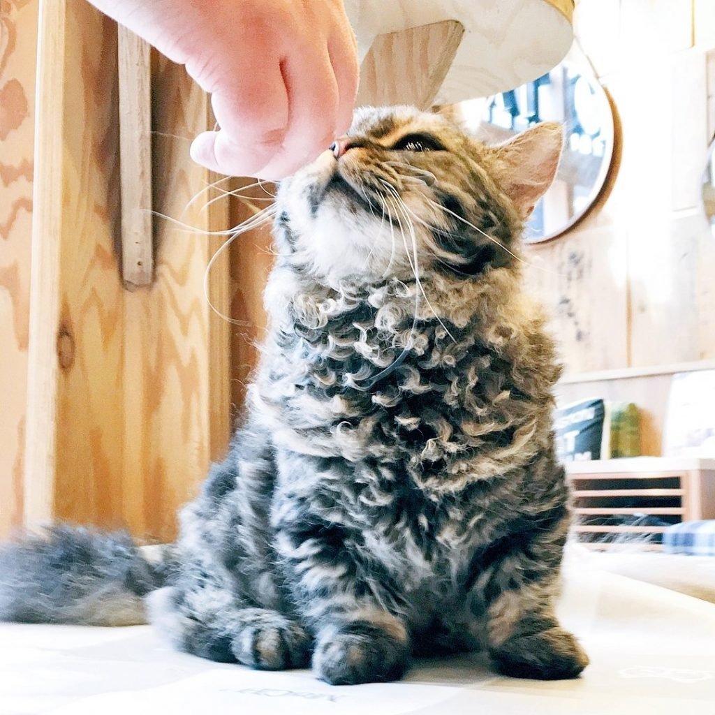 Манчкин трехцветный