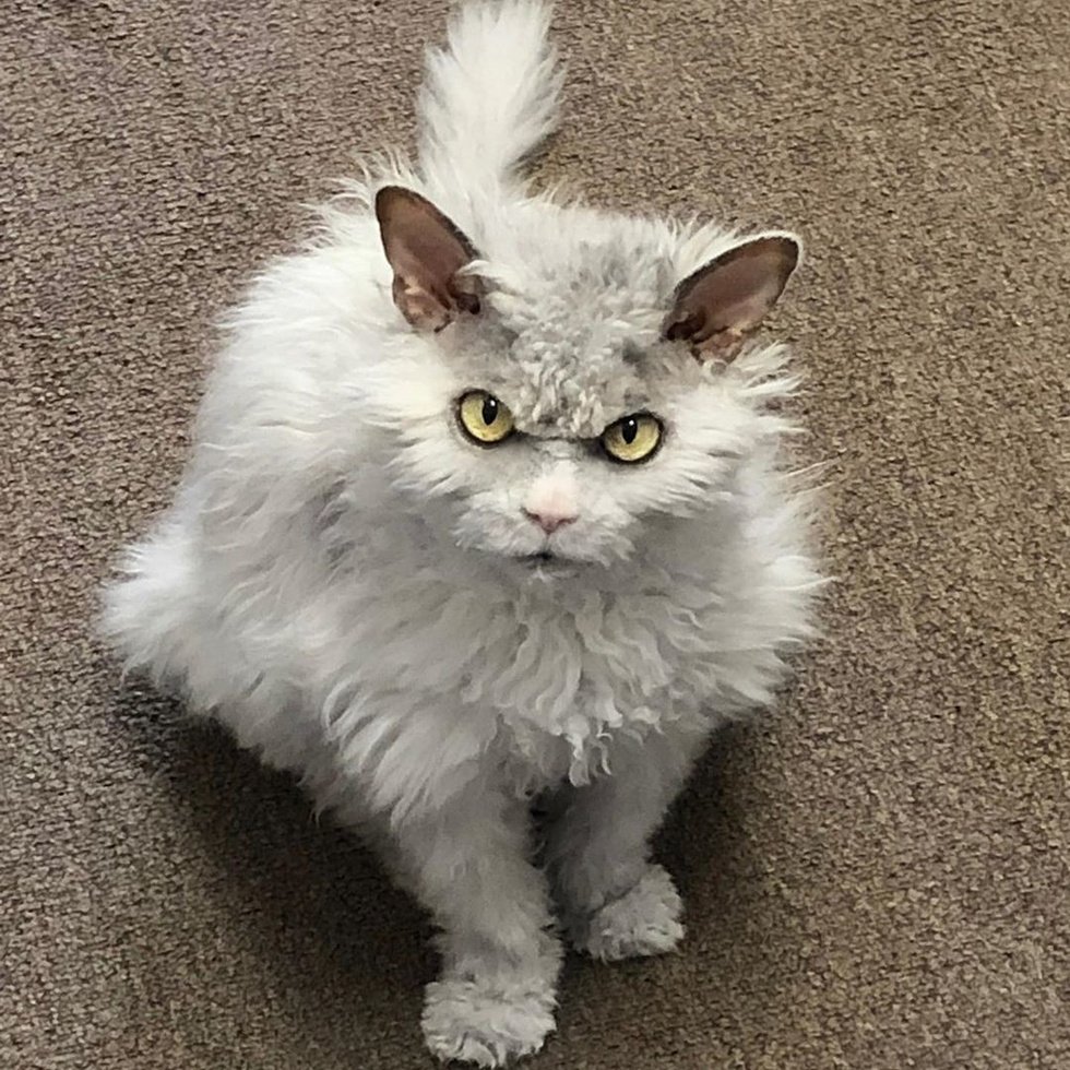 Маленький Селкирк рекс