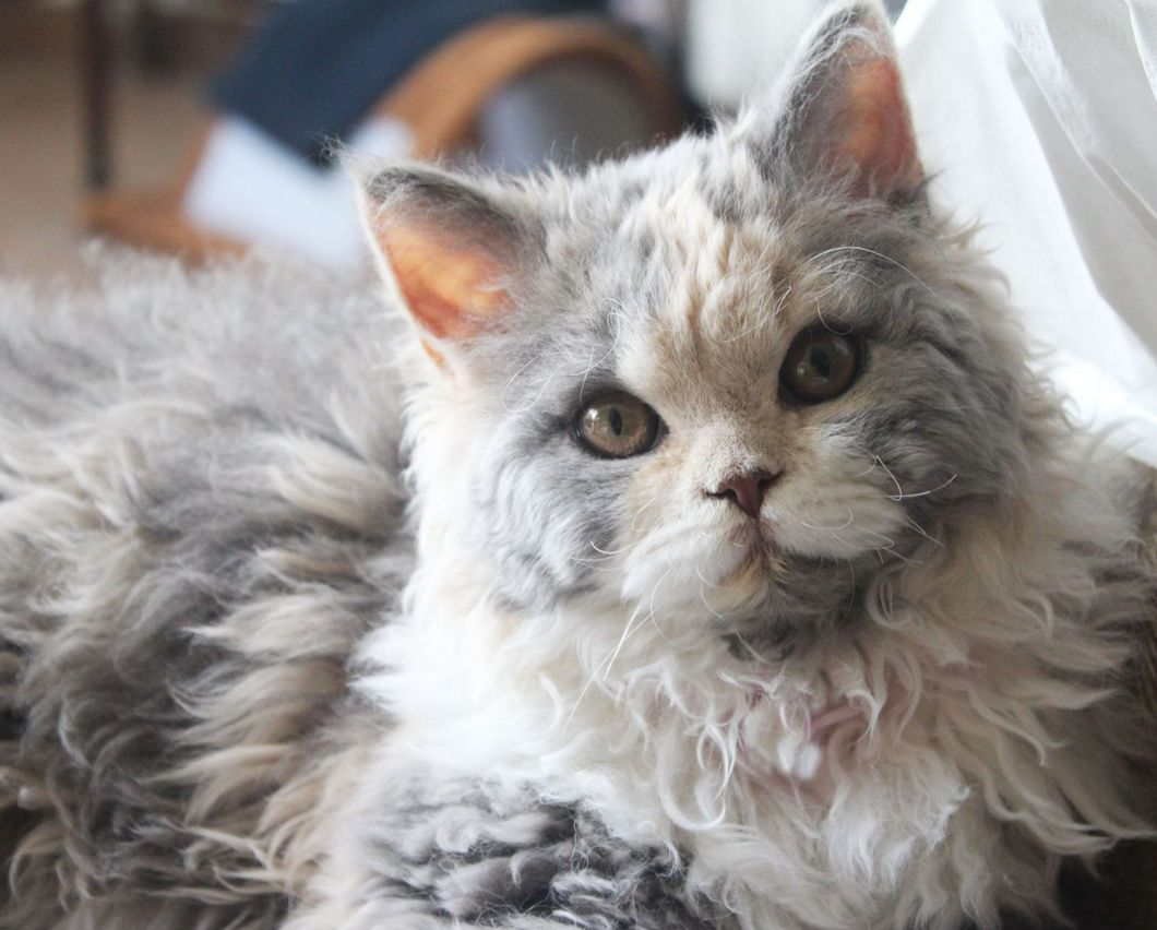 Милые котики на природе Эстетика