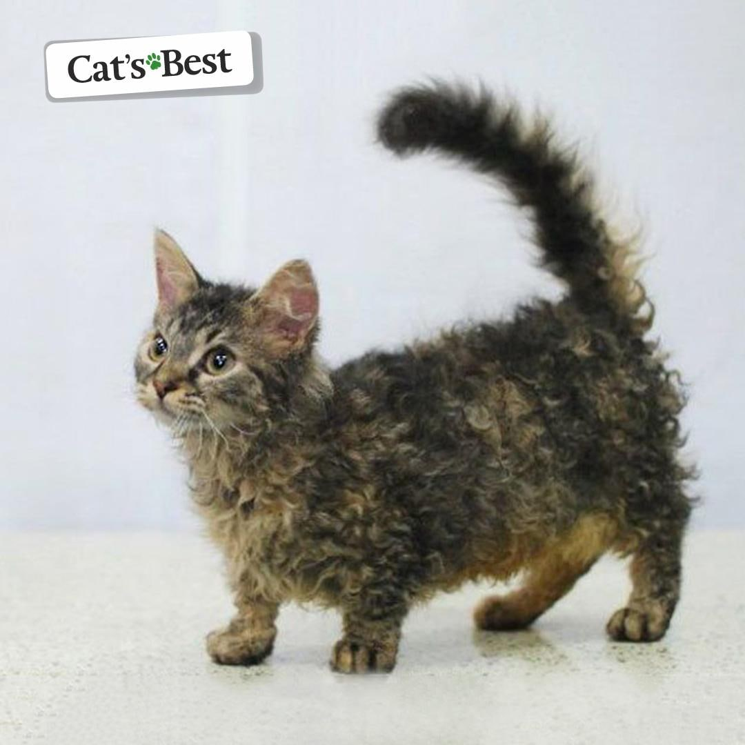 Лаперм Манчкин