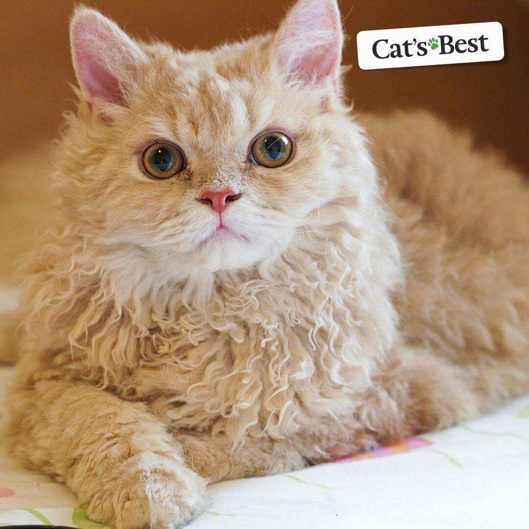 Селкирк-рекс рыже-белые