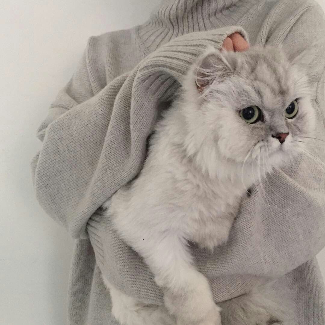 Богемский рекс кошка