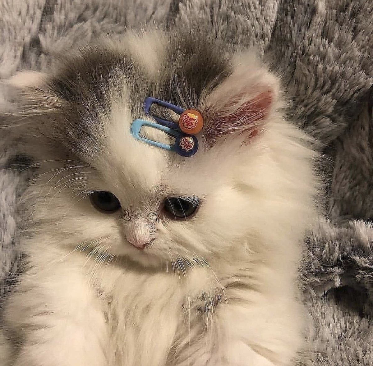 Милые котики Эстетика