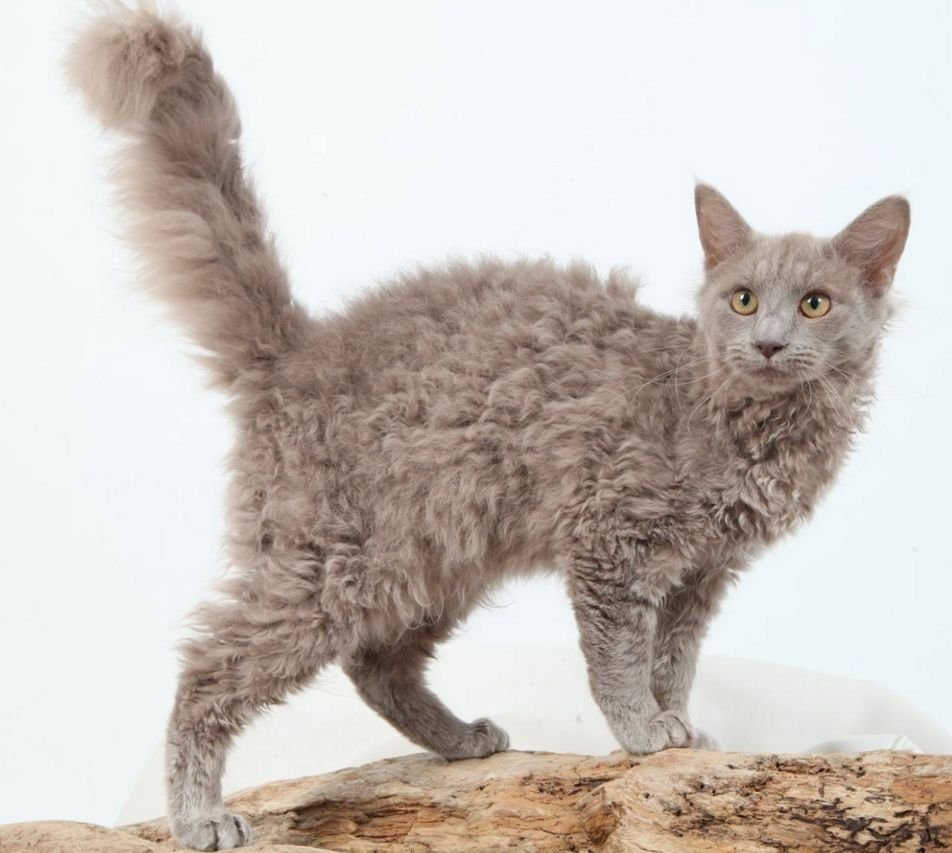 Эстетика кошек