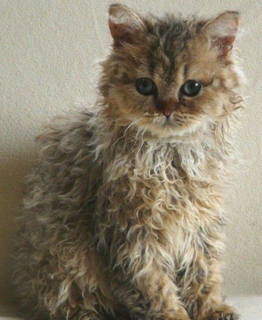 Селкирк рекс котята