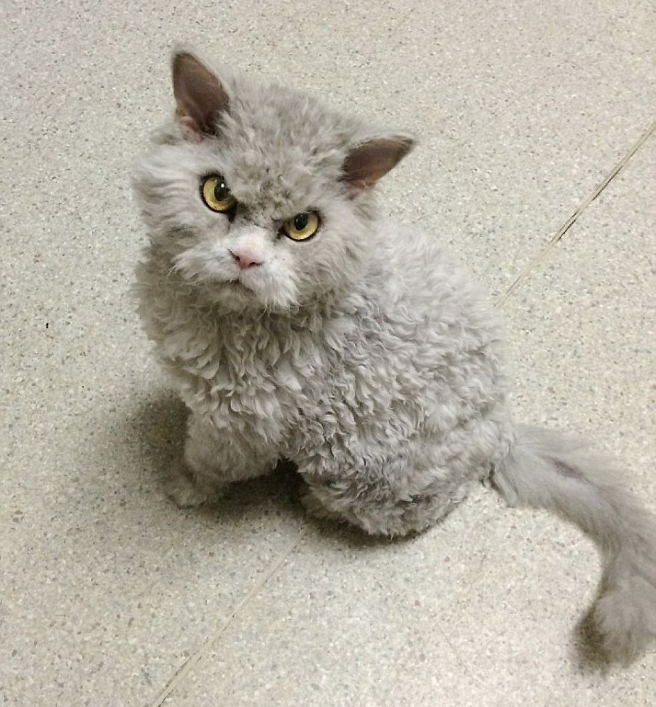 Селкирк рекс кудрявый