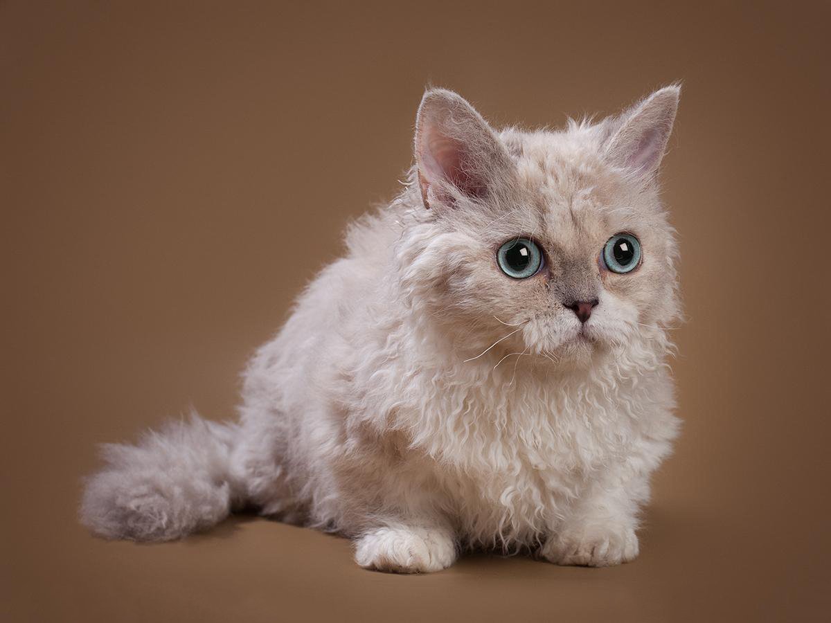 Маленький Селкирк рекс