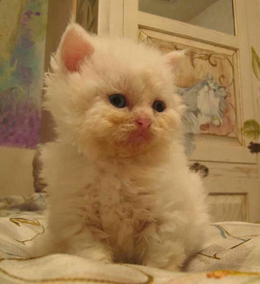 Ламбкин порода