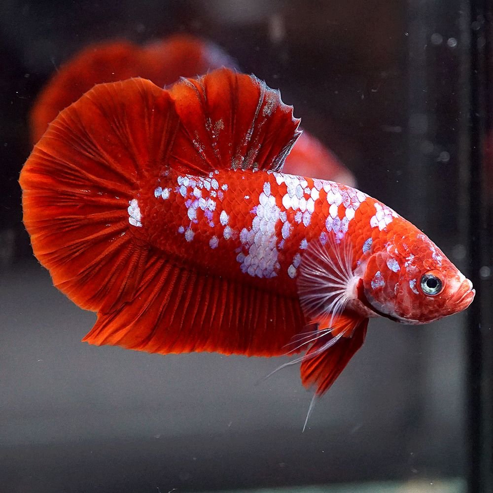 Петушок Бетта Спленденс