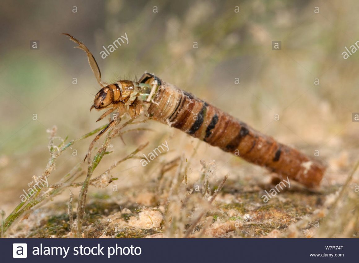 Бабочка ручейника