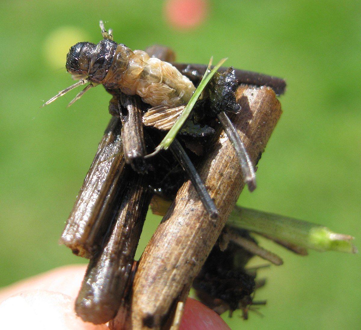 Agrypnia насекомое