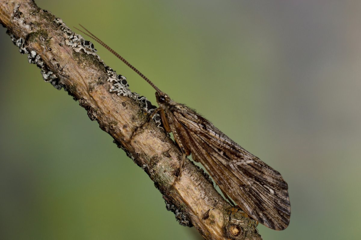 Бабочка ручейника