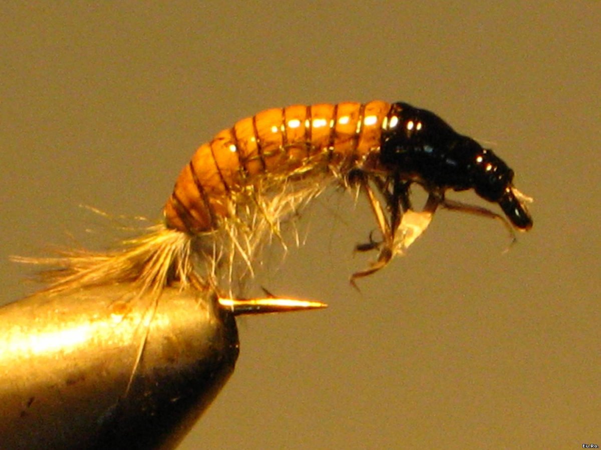 Ручейник личинка Стрекозы