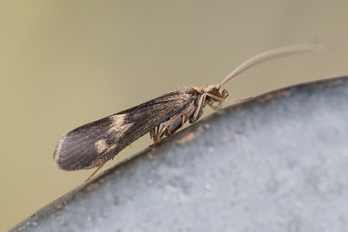 Короткохвостая Веснянка Allocapnia pygmaea