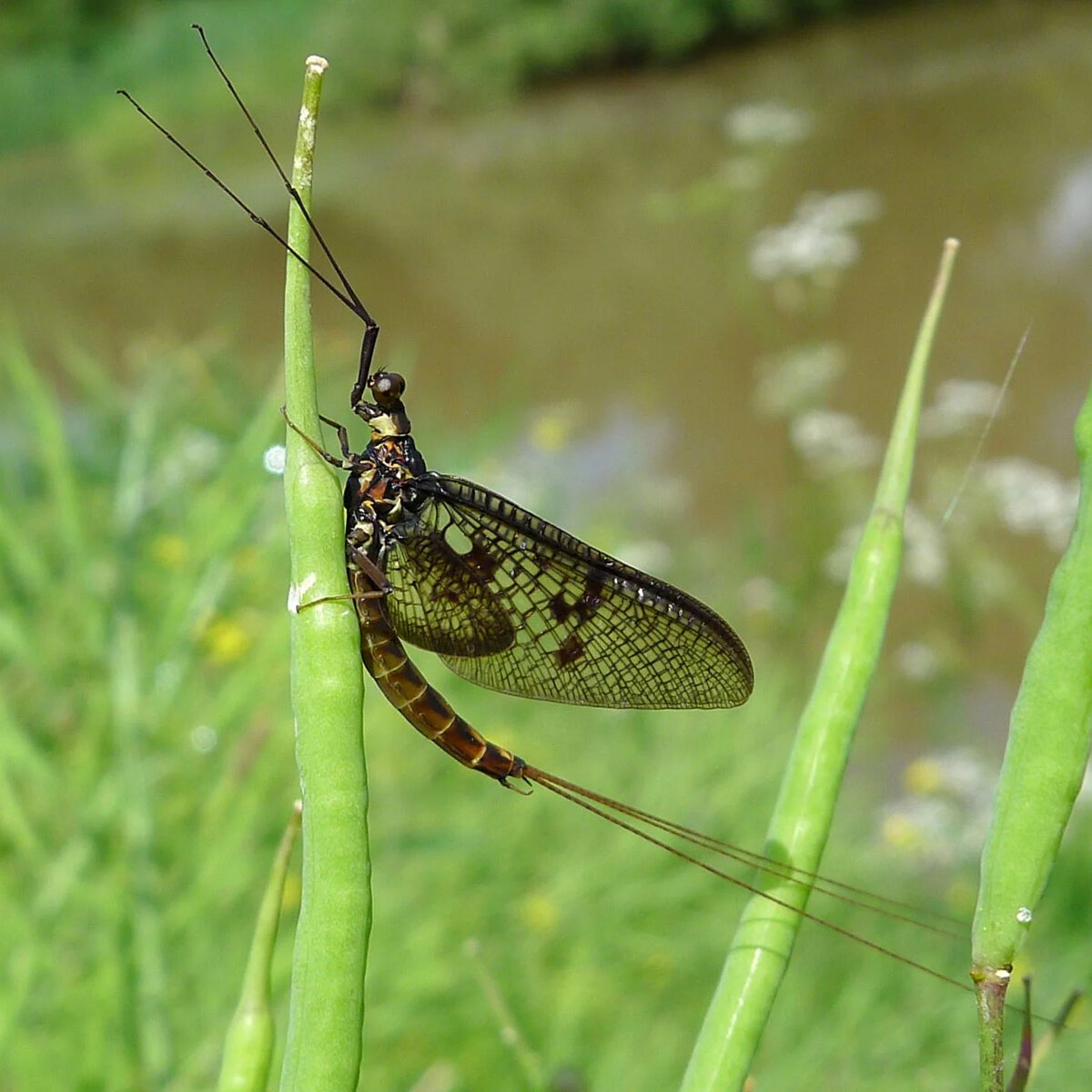 Potamanthus luteus