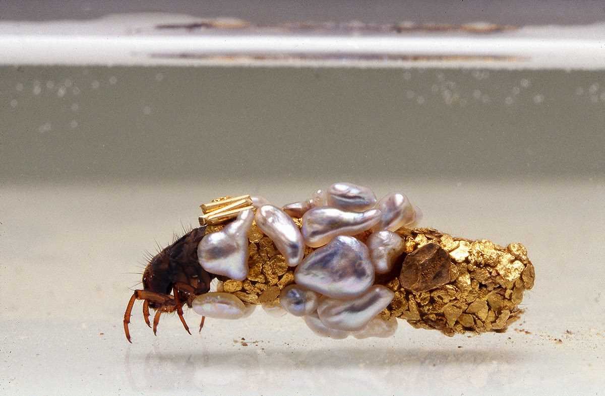 Мушки пупа ручейник