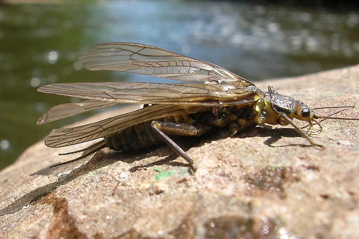 Муха ручейник
