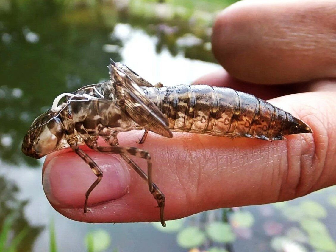 Ручейник ромбический (Limnephilus rhombicus)