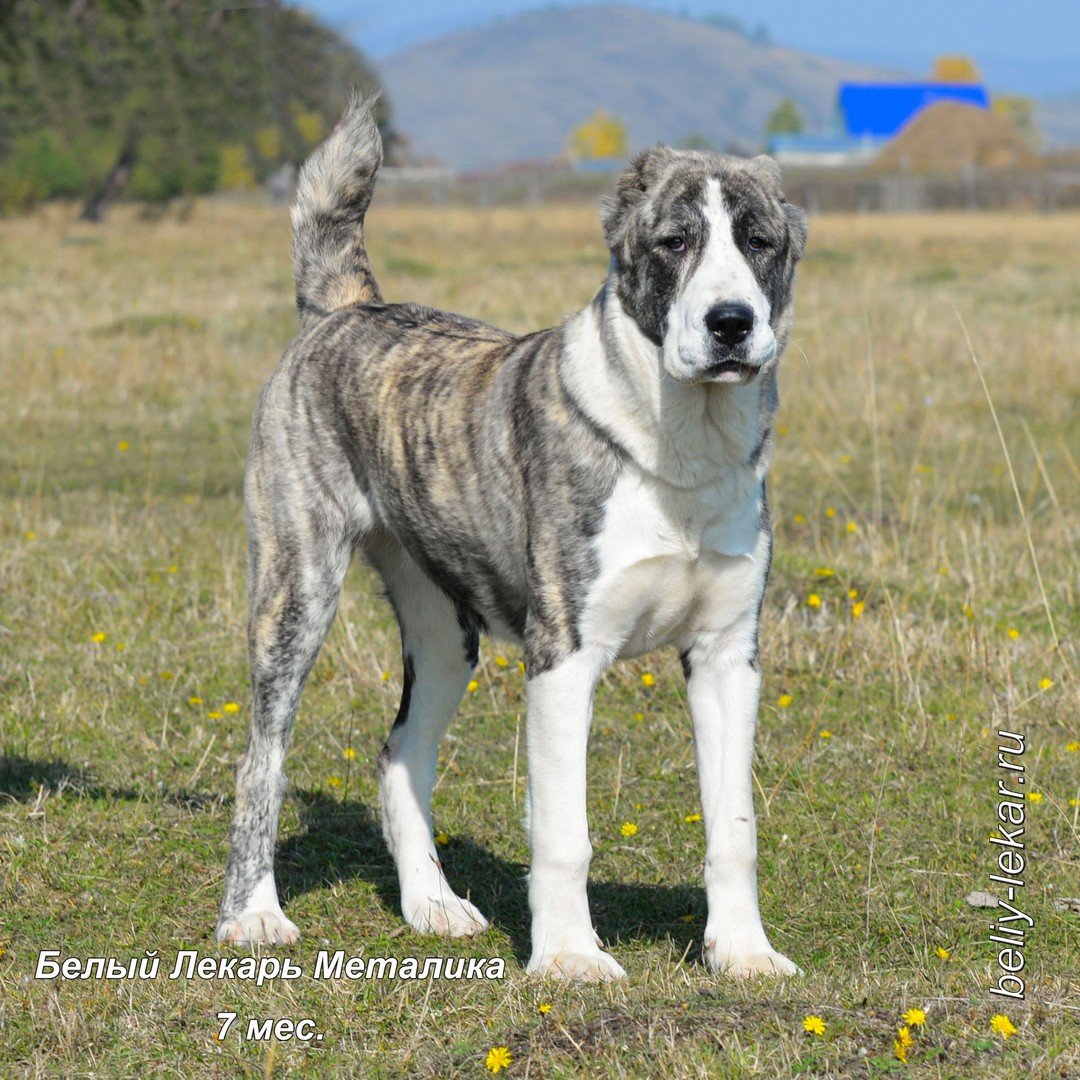 Среднеазиатская овчарка алабай тигровый