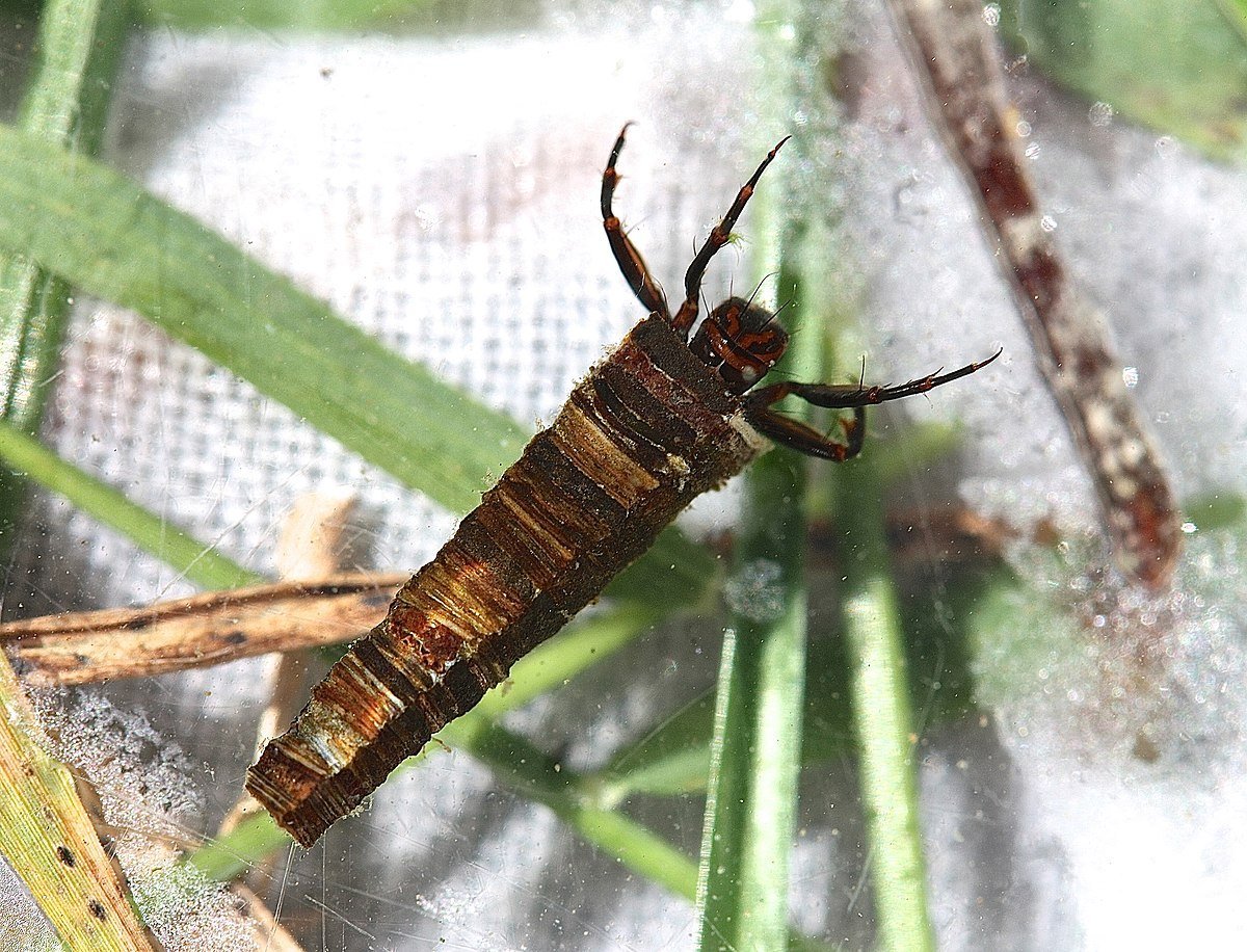 Стрекоза ручейник