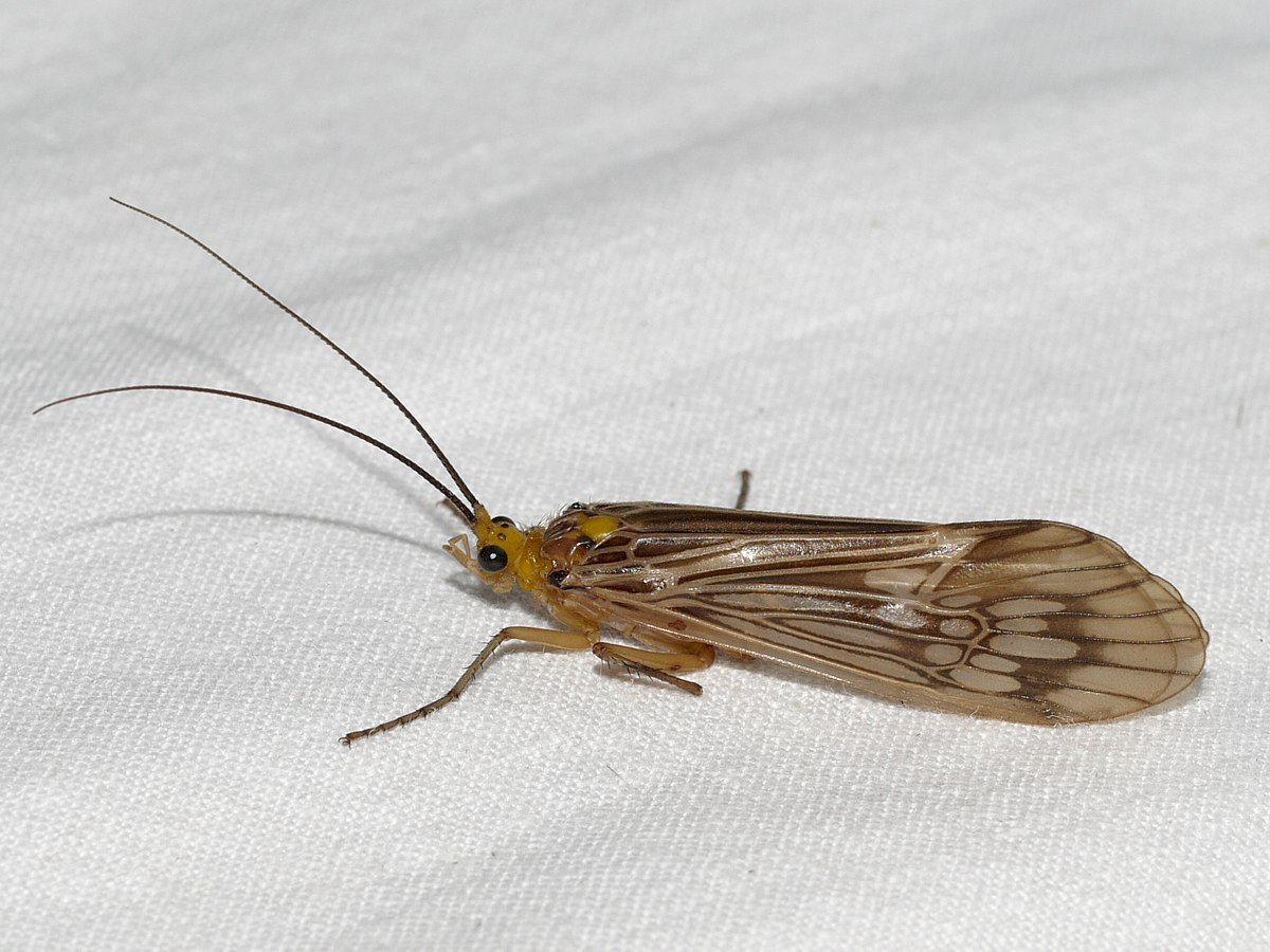 Насекомые на реке