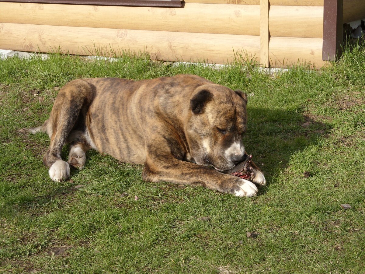 Тигровая Среднеазиатская овчарка