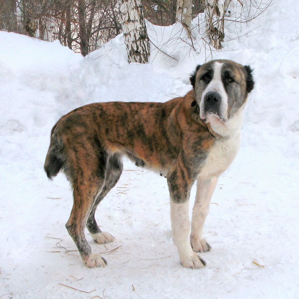 Алабай черный стойка