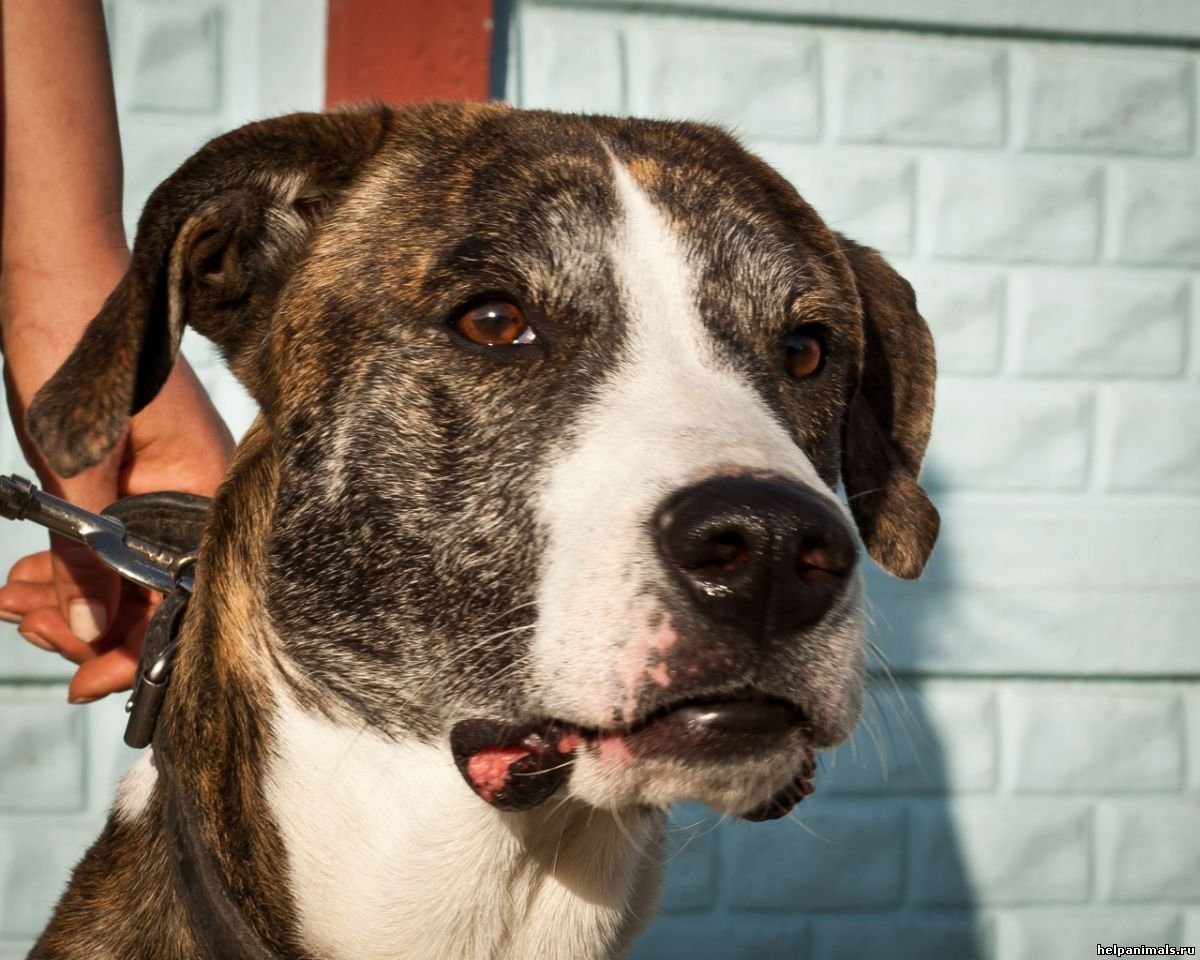 Тигровый алабай