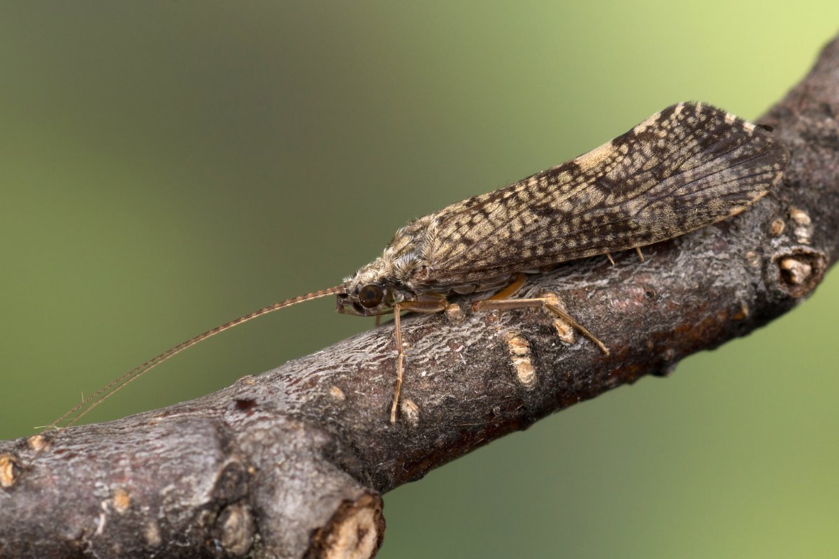 Бабочка ручейника