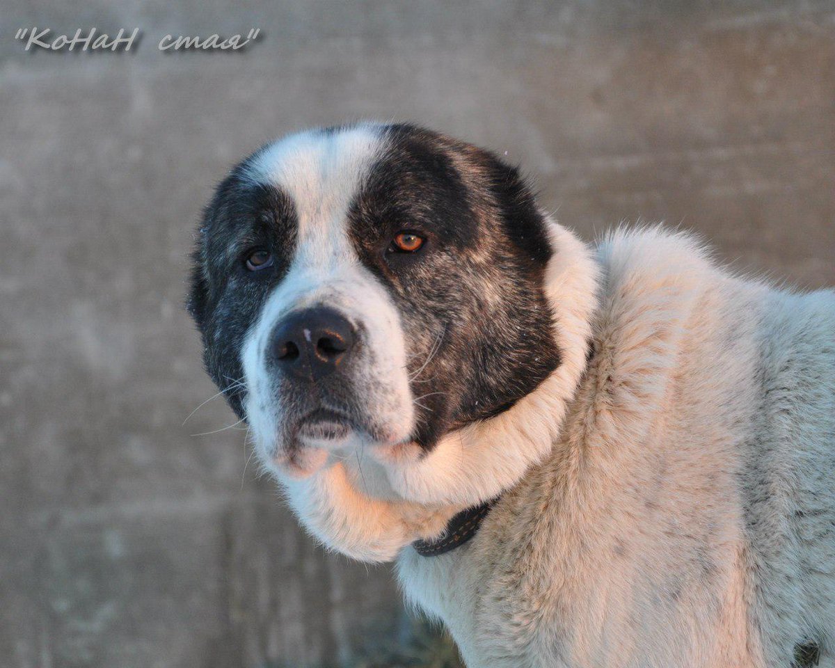 Елена Шумилова фотограф алабай
