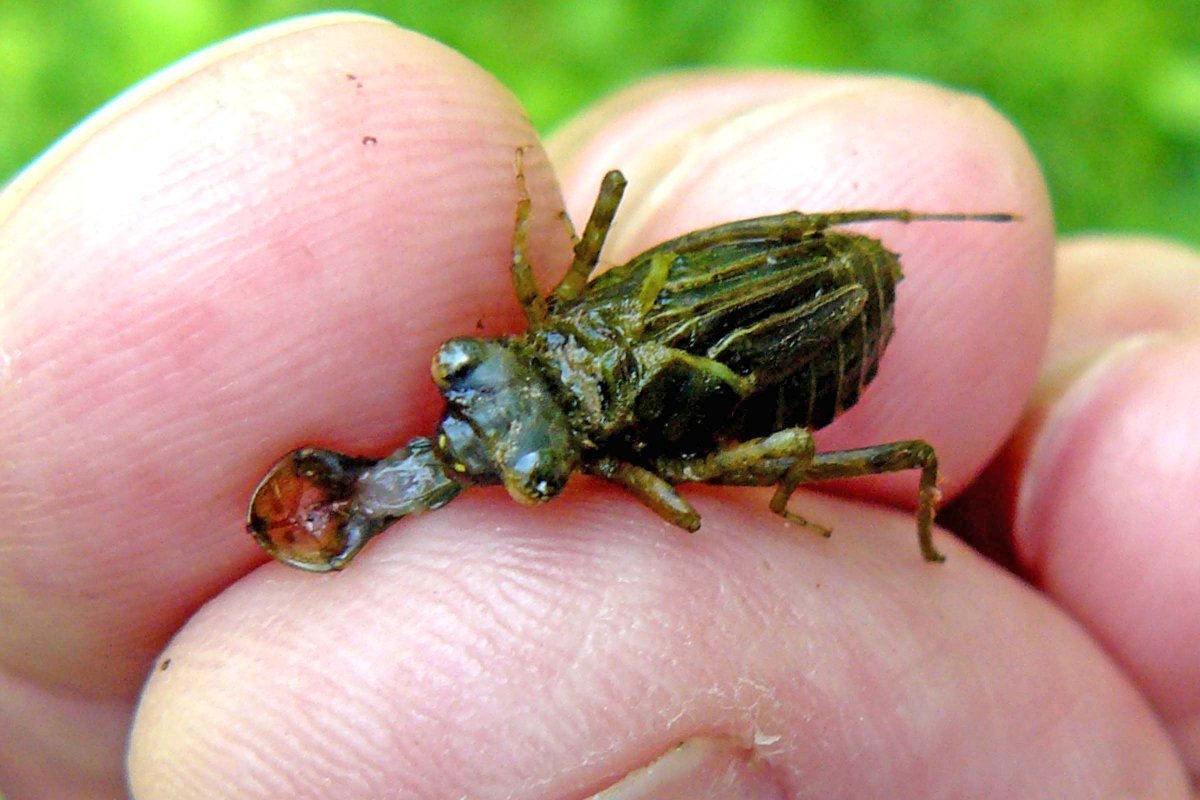 Ручейник в коконе