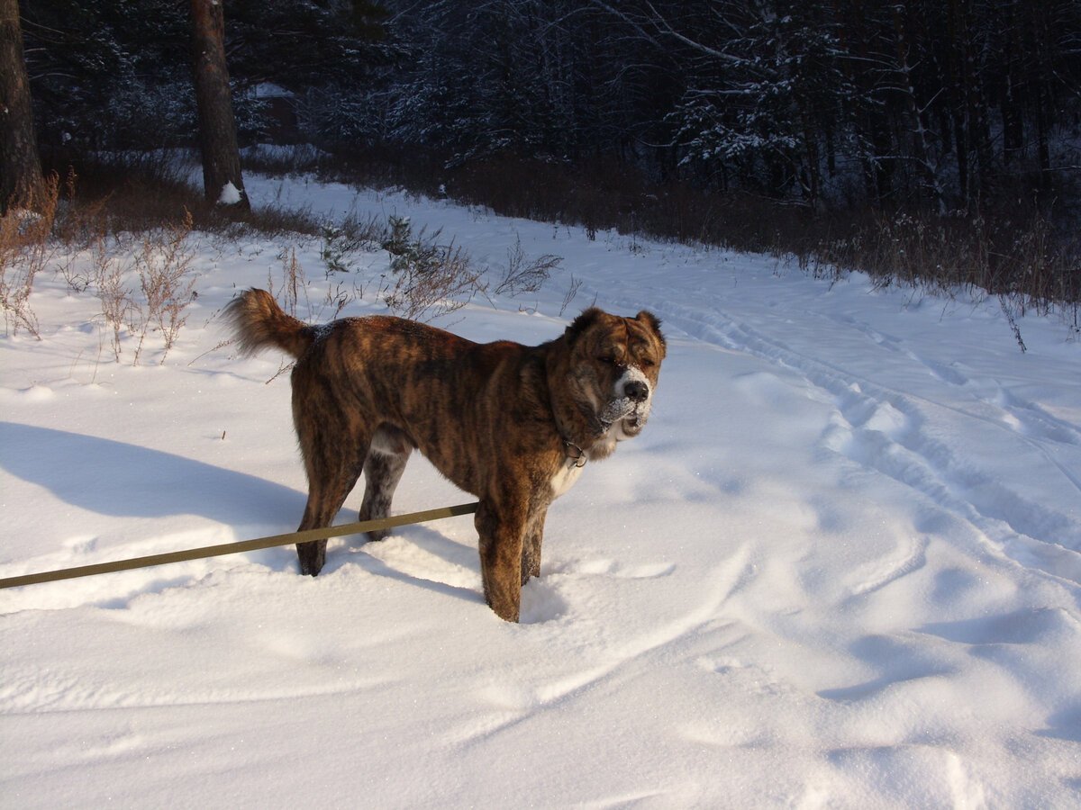 Тигровый алабай