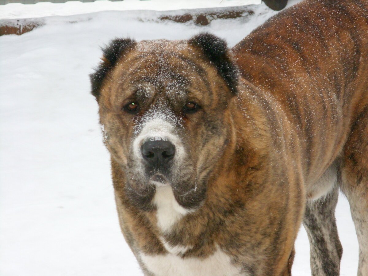 Тигровый алабай