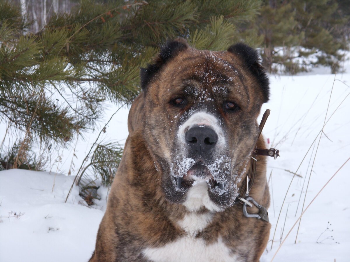 Тигровая Среднеазиатская овчарка