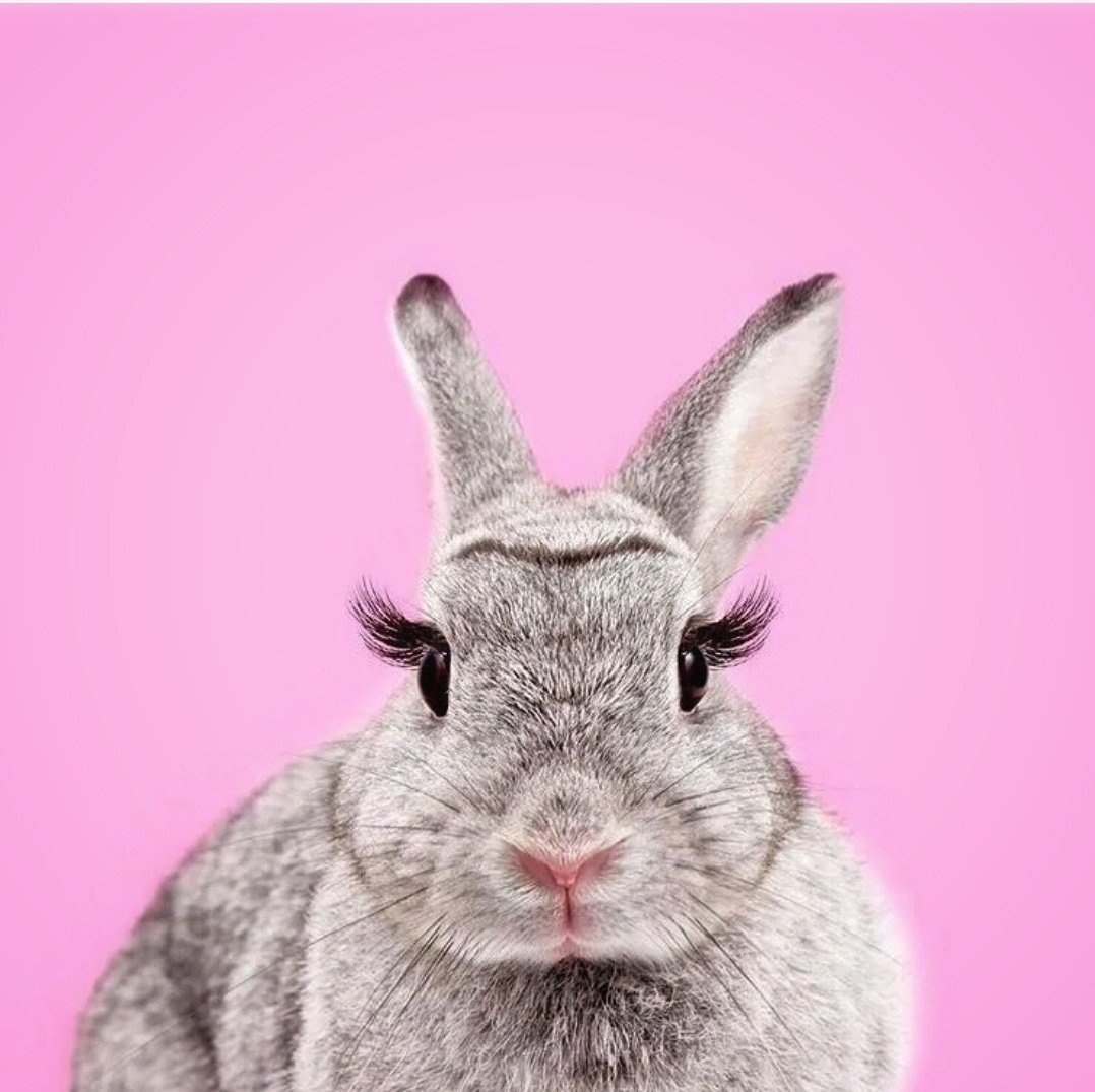 Кролик с ресничками