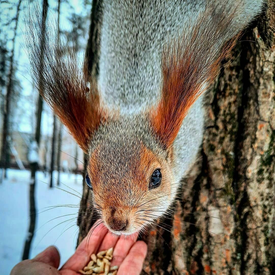 Маленькая белка