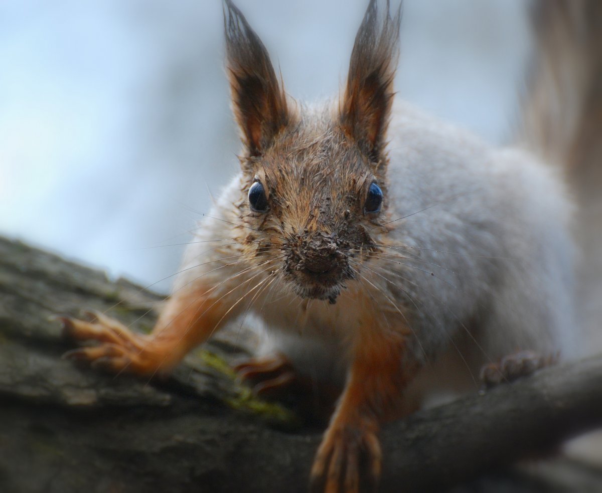 Ушастая белка