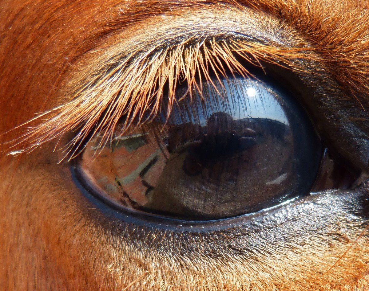 Ресницы 3д эффект Кайли