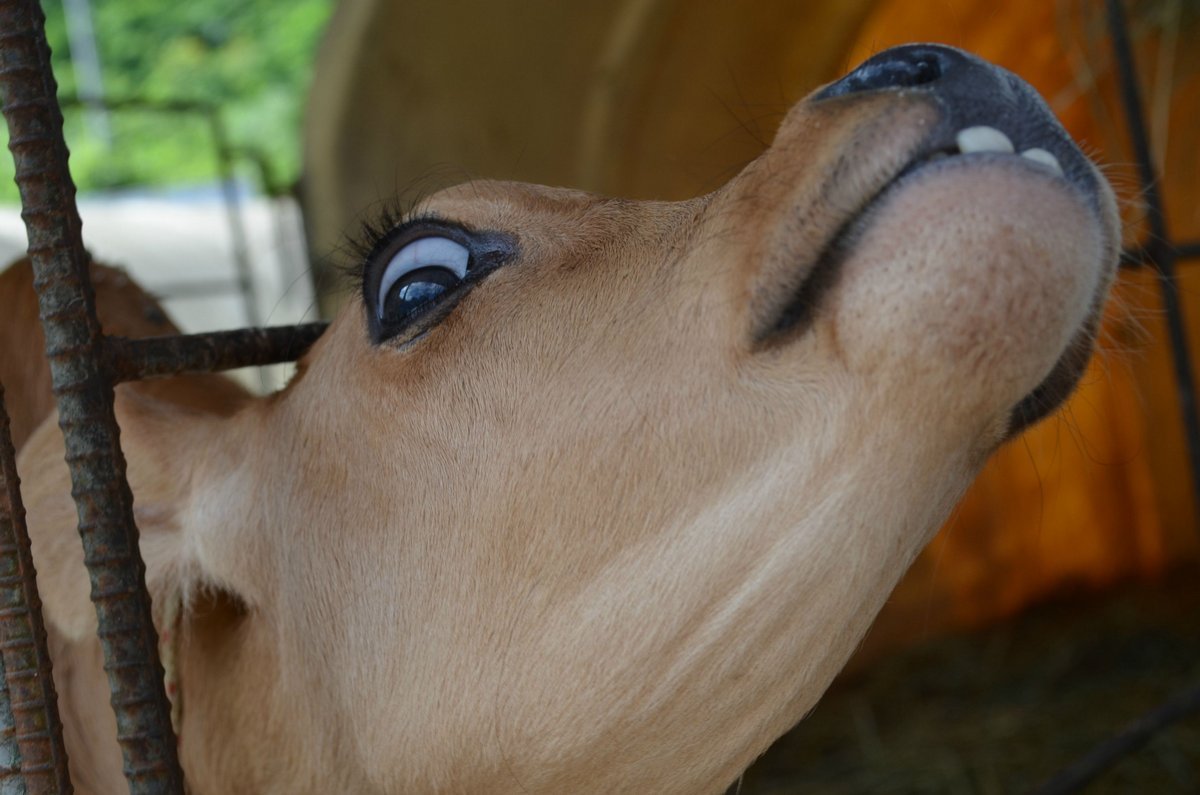 Счастливая лиса Джунипер