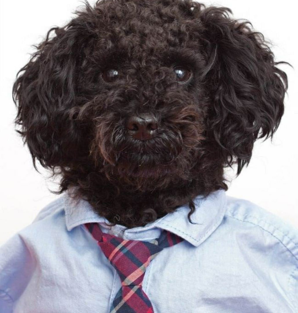 Кучерявая собака