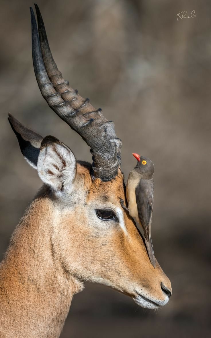 Газель животное глаза