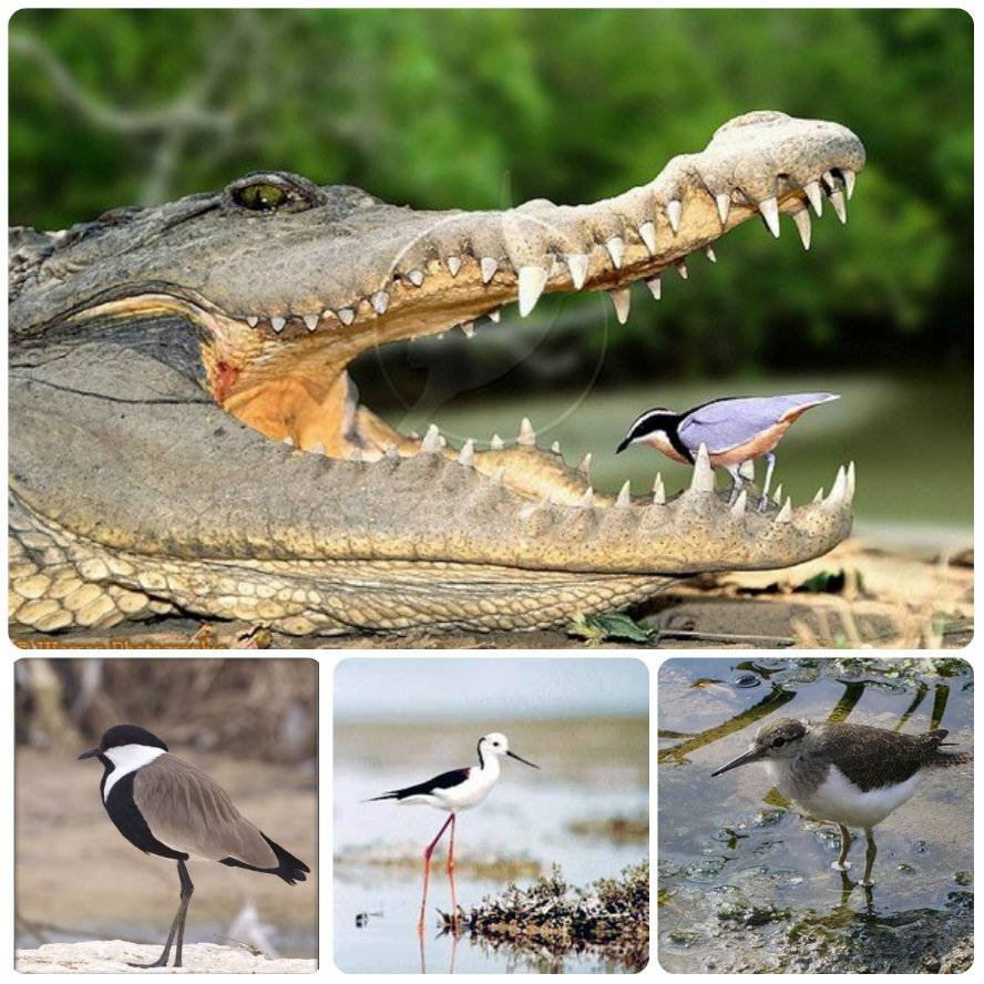 Египетский бегунок и крокодил